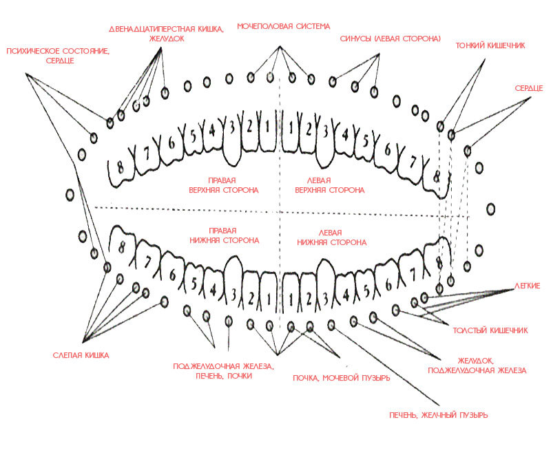 Какой зуб к какому органу относится карта