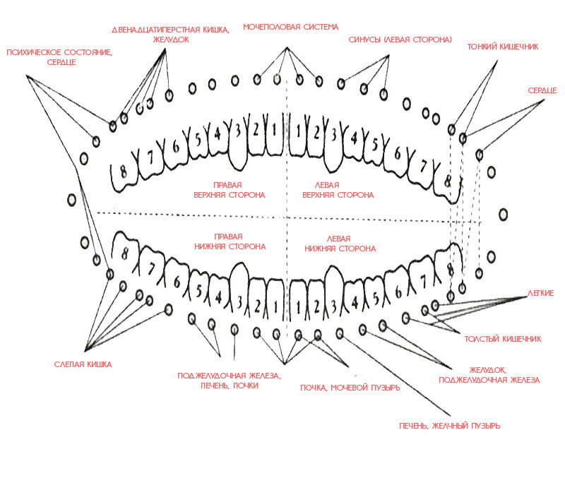 На каких зубах "сидят" внутренние органы