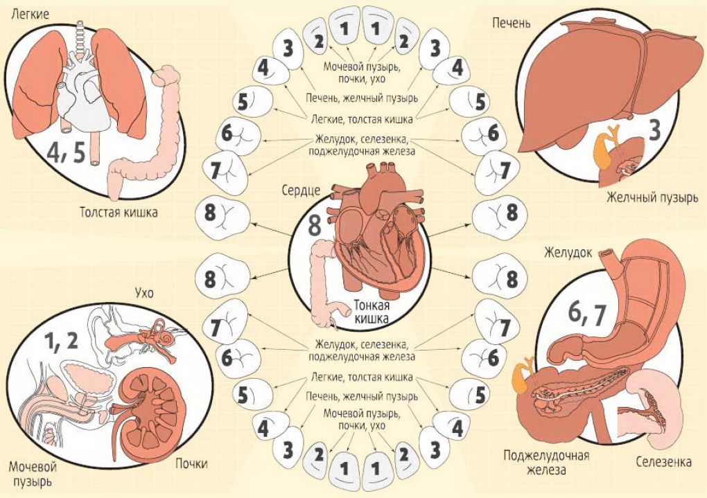 Связь зубов и внутренних органов схема. Схема соответствия зубов внутренним органам. Взаимосвязь заболеваний зубов и внутренних органов. Зубы и органы взаимосвязь. Связь внутренних органов